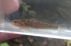 Etheostoma crossopterum