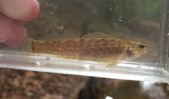 Etheostoma crossopterum