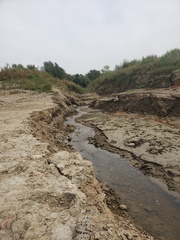 Etheostoma crossopterum