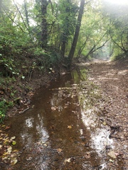 Etheostoma crossopterum