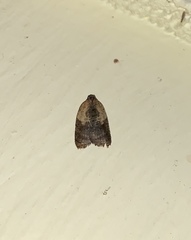 Acleris fragariana