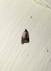Acleris fragariana