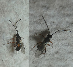 Hymenoptera
