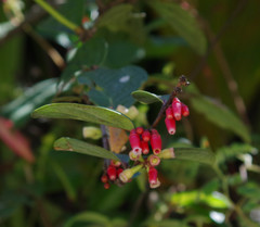 Macleania coccoloboides