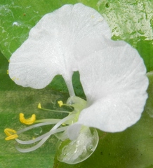 Commelina erecta erecta