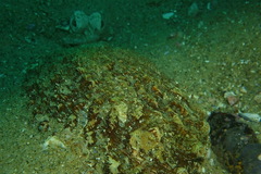 Pleuronichthys verticalis