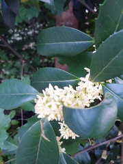 Osmanthus