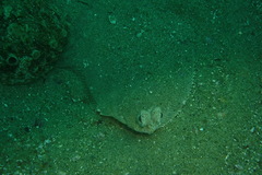 Pleuronichthys verticalis
