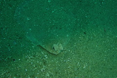 Pleuronichthys verticalis