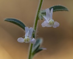 Sairocarpus cornutus leptaleus