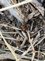 Camponotus sayi