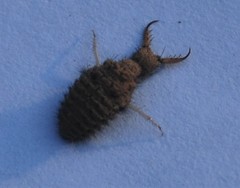 Dendroleon obsoletus