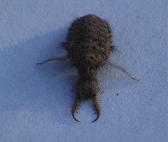 Dendroleon obsoletus