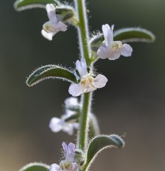 Sairocarpus cornutus leptaleus