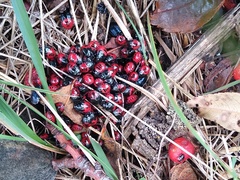 Canthophorus melanopterus