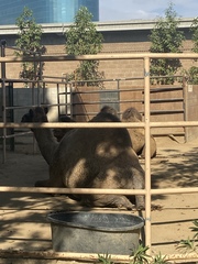 Camelus dromedarius