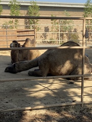 Camelus dromedarius
