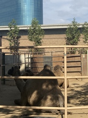 Camelus dromedarius