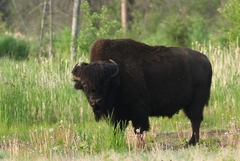 Bison bison athabascae