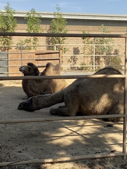 Camelus dromedarius
