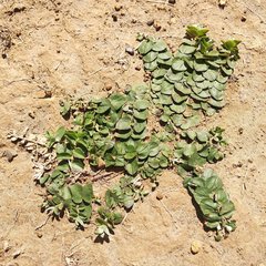 Evolvulus prostratus