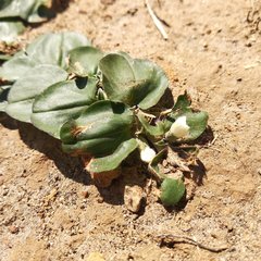 Evolvulus prostratus