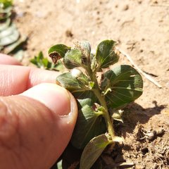 Evolvulus prostratus