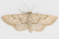 Lobocleta granitaria