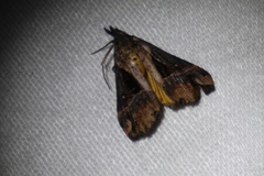 Dichromia quinqualis