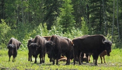 Bison bison athabascae