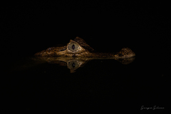 Caiman crocodilus chiapasius
