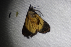 Dichromia quinqualis