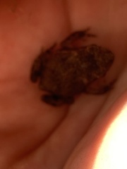 Eleutherodactylus campi