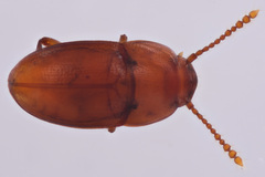Catopocerus