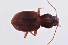 Gastrellarius blanchardi