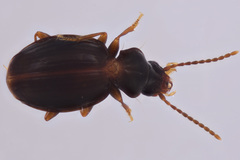 Trechus hydropicus beutenmuelleri