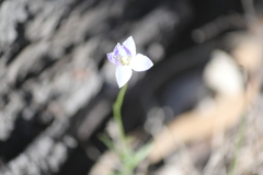 Wahlenbergia gracilenta