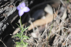 Wahlenbergia gracilenta