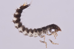 Staphylinoidea