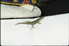 Phelsuma modesta