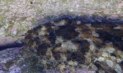 Orectolobus halei