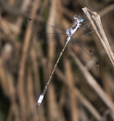 Lestes sigma
