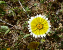 Layia platyglossa