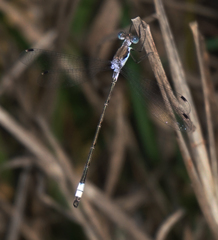 Lestes sigma