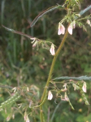 Aeschynomene americana