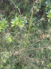 Aeschynomene americana