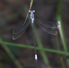 Lestes sigma