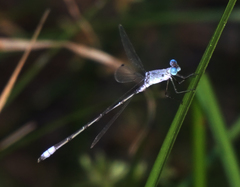 Lestes sigma
