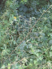 Aeschynomene americana