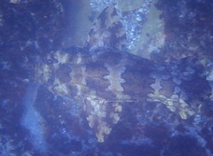 Orectolobus halei